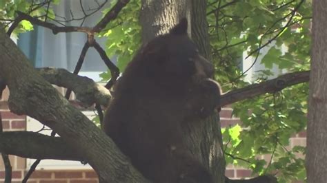 Bear wanders into downtown Hartford